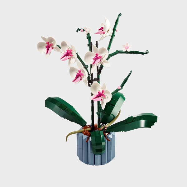 Orchid Pot